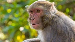 Forest Officials Set Up Camp in TN's Villupuram Village to Capture Rogue Monkey - null