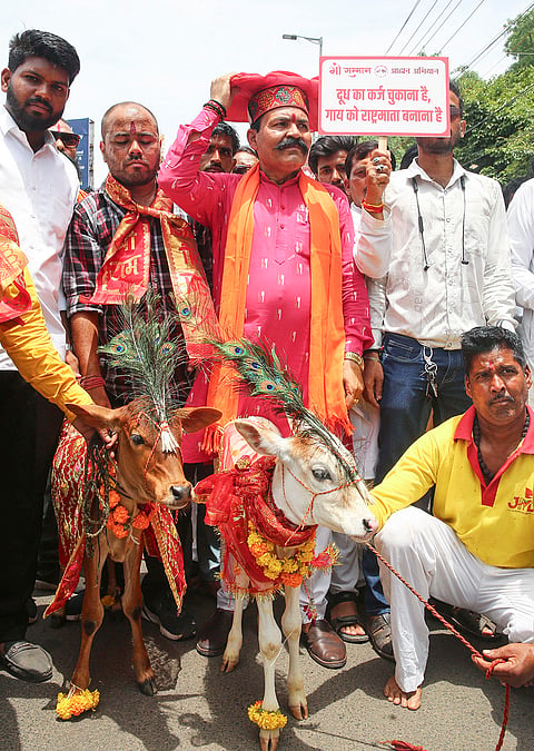 People stage a protest demanding cows to be declared as national animal and insist the animal’s protection in Bhopal, Madhya Pradesh.