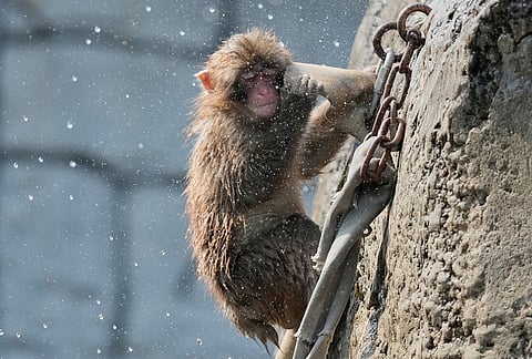 Punch, a young Japanese macaque, plays at Ichikawa City Zoological and Botanical Garden in Ichikawa, east of Tokyo.