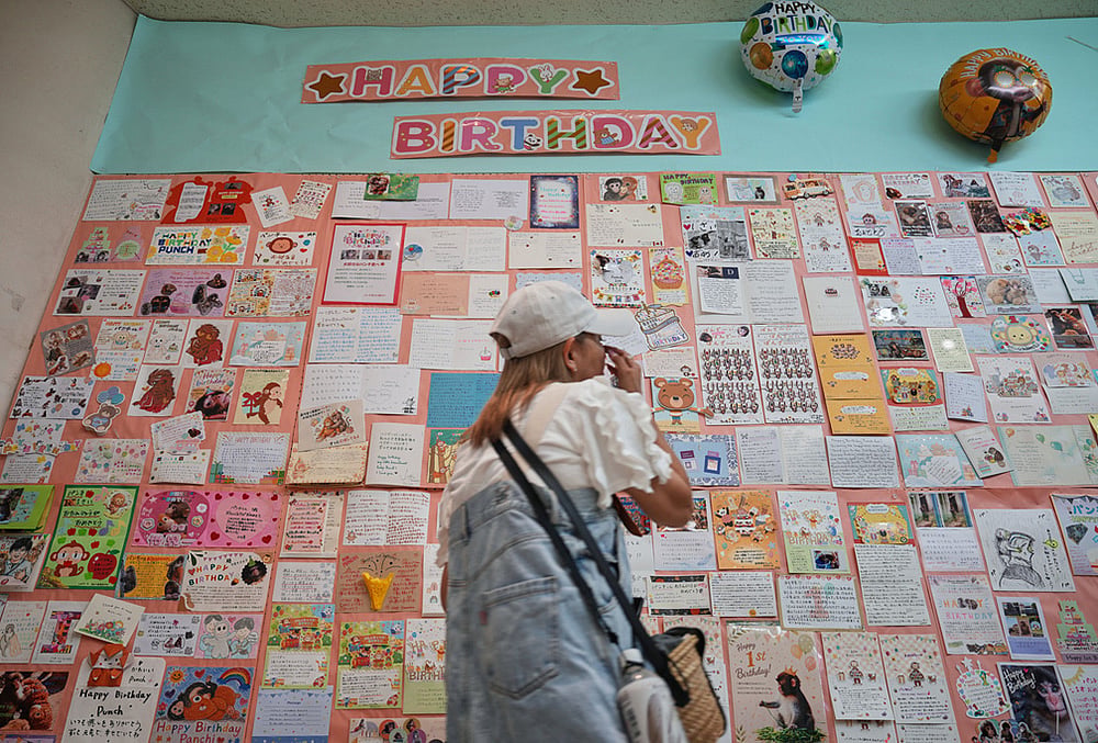 Punch the monkey first birthday
