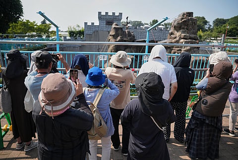 Visitors gather to watch Punch, a young Japanese macaque, at the Ichikawa City Zoological and Botanical Garden in Ichikawa, east of Tokyo. 