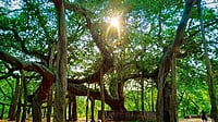 Madurai Celebrates 107-Year-Old Banyan Tree to Urge Conservation Madurai Celebrates 107-Year-Old Banyan Tree to Urge Conservation