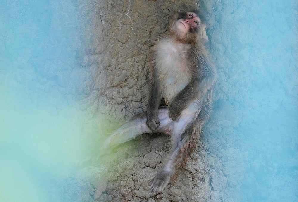 viral monkey turns one