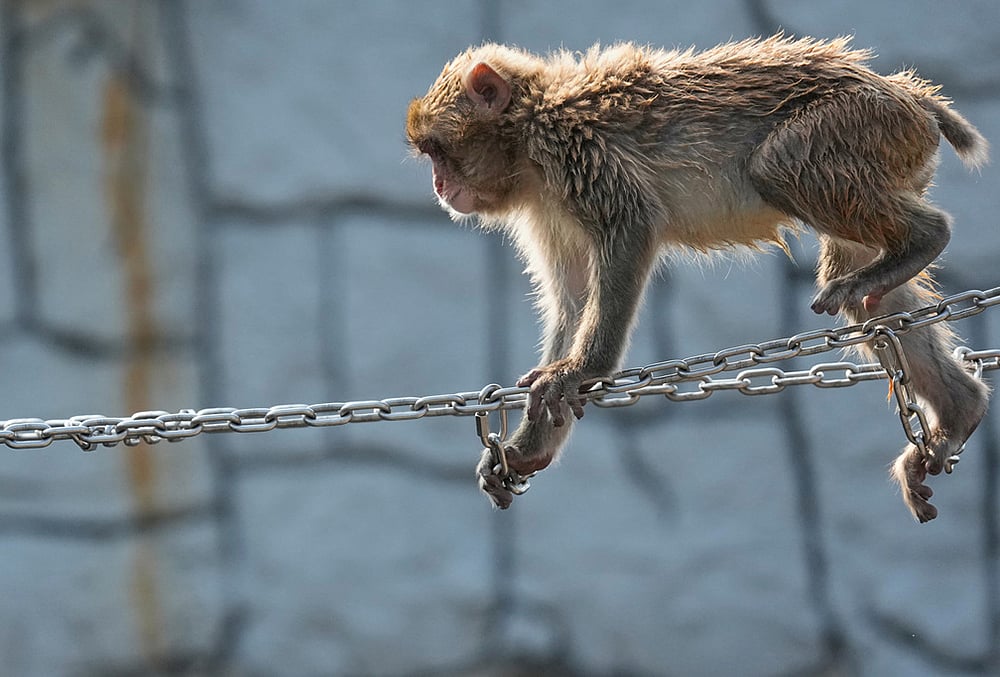 Japan macaque Punch