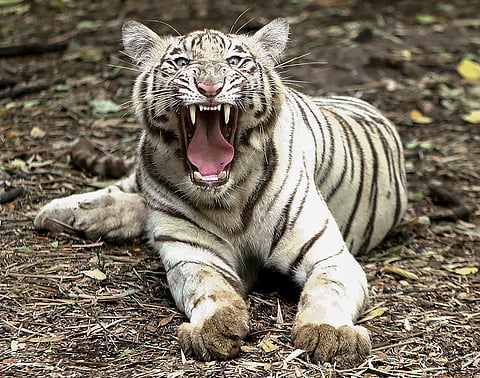 A white tiger bares its teeth while resting inside its enclosure at Pradhyuman Zoological Park on the eve of International Tiger Day, in Rajkot, Gujarat.
