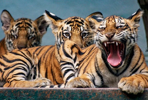 Tiger cubs inside their enclosure at Kamla Nehru Prani Sangrahalaya on the eve of International Tiger Day, in Indore, Madhya Pradesh.
