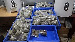 IGI Airport: Customs Seizes 7.4 Kg Hydroponic Weed, Arrests Two - null