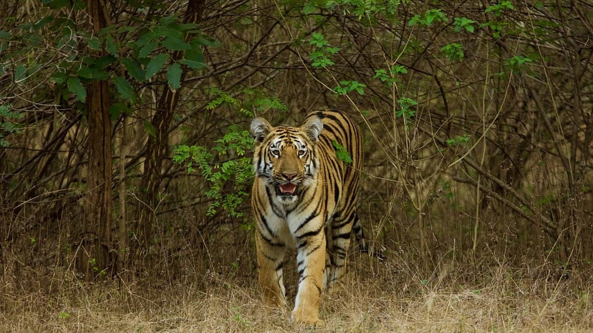 India has Shown Dedicated Conservation Efforts Can Make Real Difference: Khandu on Tiger Day