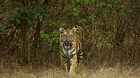 India has Shown Dedicated Conservation Efforts Can Make Real Difference: Khandu on Tiger Day