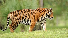 Assam Emerged as Stellar Model in Tiger Conservation: CM - null