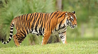 Assam Emerged as Stellar Model in Tiger Conservation: CM Assam Emerged as Stellar Model in Tiger Conservation: CM