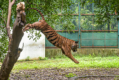A tiger moves through its enclosure at Sarthana Nature Park & Zoo on the occasion of International Tiger Day, in Surat, Gujarat.