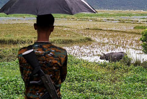 A forest guard looks at a greater one-horned rhinoceros that strayed out from Pobitora Wildlife Sanctuary, in Morigaon district, Assam.