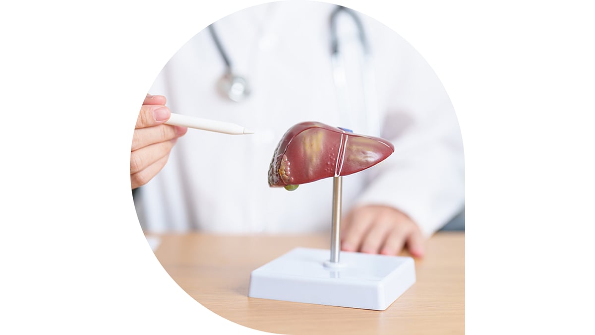 A doctor pointing towards a human liver model