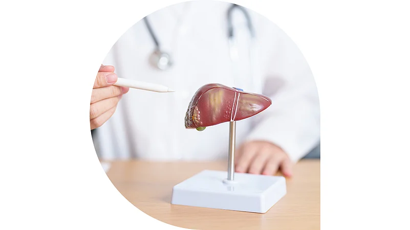 A doctor pointing towards a human liver model