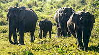 Kenya Probes Mysterious Deaths Of 15 Elephants In Amboseli National Park | Photo: PTI : Kenya Probes Mysterious Deaths Of 15 Elephants In Amboseli National Park