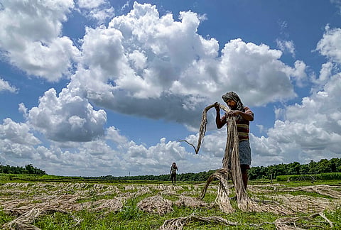 A worker dries and sorts harvested jute fibre in a field, in Nadia district, West Bengal.