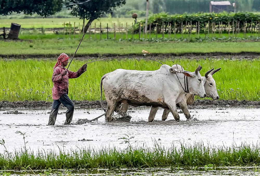 Agriculture: Worker ploughs a field in Nadia