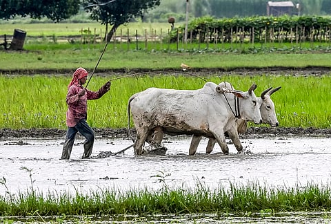 A worker ploughs a field with bullocks in a village, in Nadia district, West Bengal.