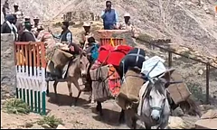 Traders leave with mules loaded with goods to China at Shipki La pass in Kinnaur, Himachal pradesh on resumption of ancient Indo China trade after six years gap
- Photo: Hishey Negi