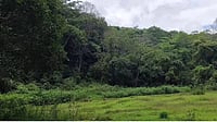 Representative image : Eco-sensitive zones around forests spark protest in Kerala.