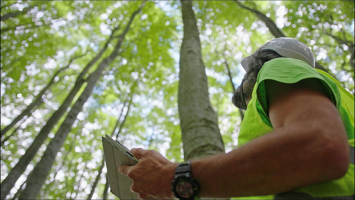 Forester holding tablet looking up at green trees