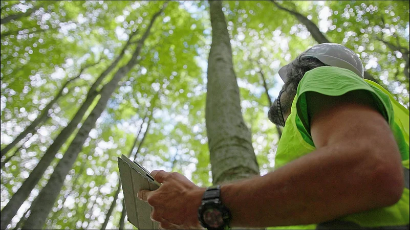 Forester holding tablet looking up at green trees