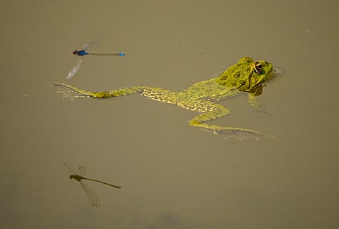 A frog floats in a puddle in an area that is usually submerged along the Danube River that is exposed due to low water levels in Rasova, Romania, Monday, Aug. 3 2026.
