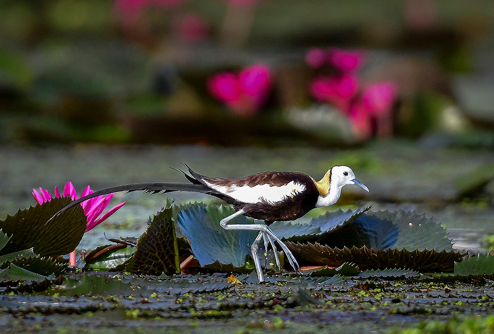 Standalone: Pheasant-tailed jacana