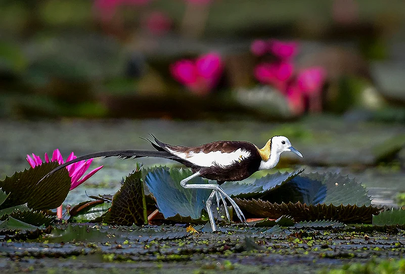 Standalone: Pheasant-tailed jacana