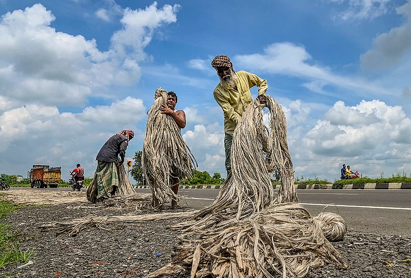 Agriculture: Jute in Nadia