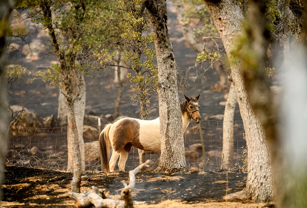 California wildfires 2026 photos