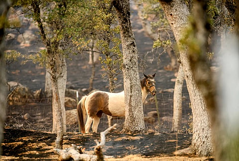 An animal stands on land scorched by the Gann Fire near Copperopolis on Tuesday, Aug. 4, 2026, in Calaveras County, California. 