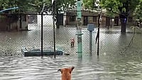 Flood Waters Recede In Parts Of Central Kerala As IMD Issues Orange Alert For Five Districts
