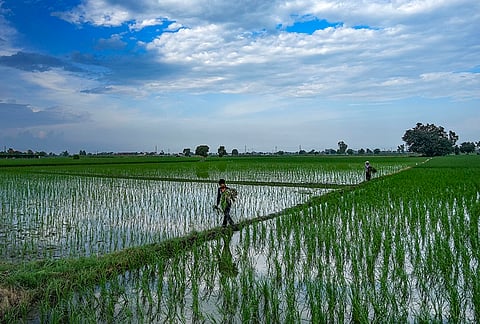 A worker walks through a lush green paddy field as monsoon clouds gather, on the outskirts of Amritsar, Punjab.