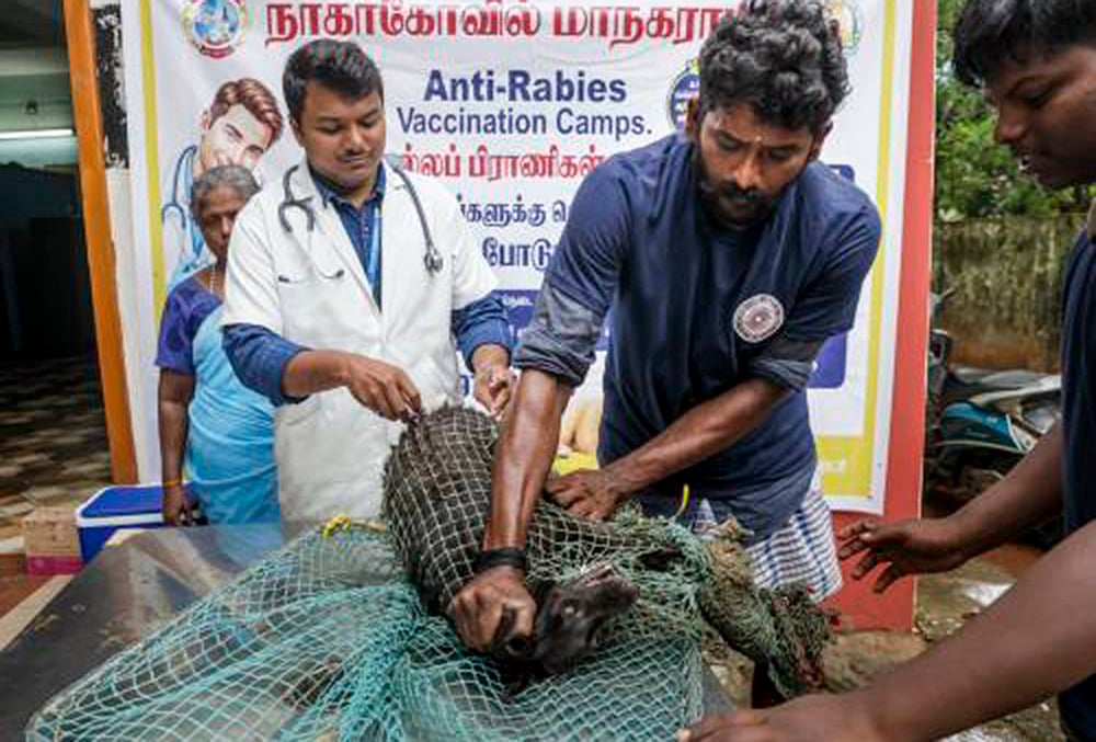 Rabies vaccination drive in Nagercoil