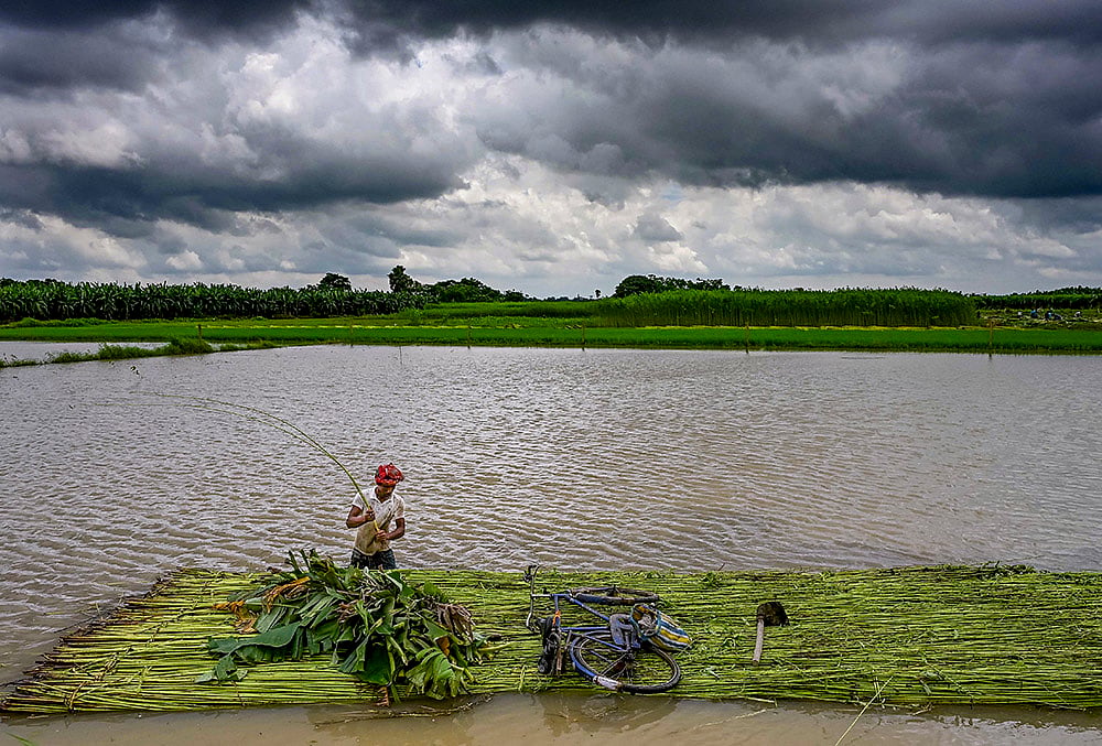 A worker carries harvested jute stalks for retting