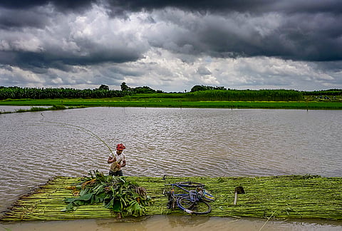 A worker carries harvested jute stalks for retting by submerging them in water to facilitate fibre extraction, in Nadia district, West Bengal.
