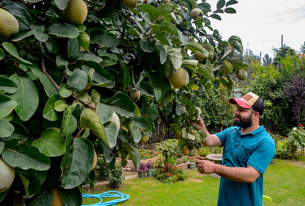 Agriculture: Quince Apples in Srinagar