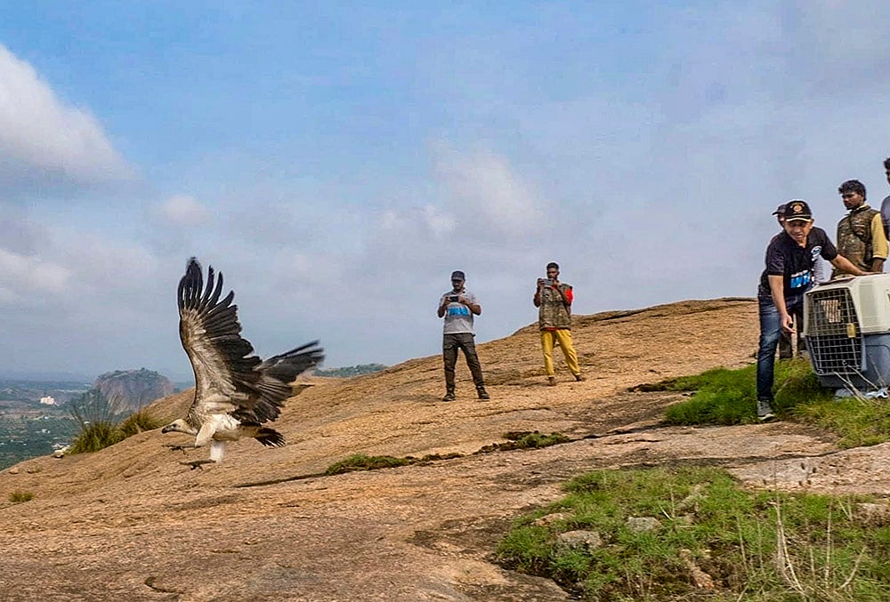 Indian Vulture released at Sri Ramadevarabetta Vulture Sanctuary