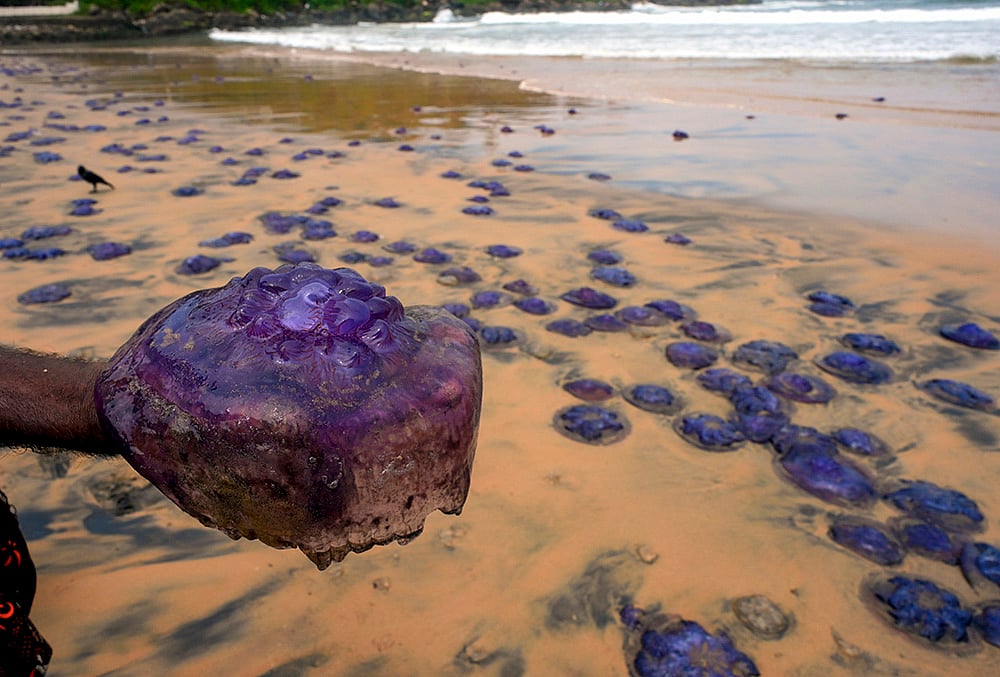 Jellyfish washed ashore in Thiruvananthapuram