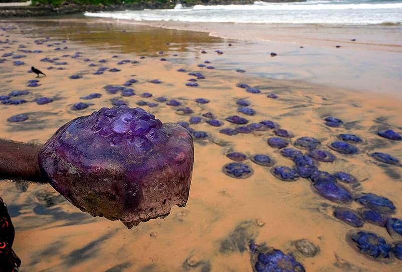 Jellyfish washed ashore in Thiruvananthapuram