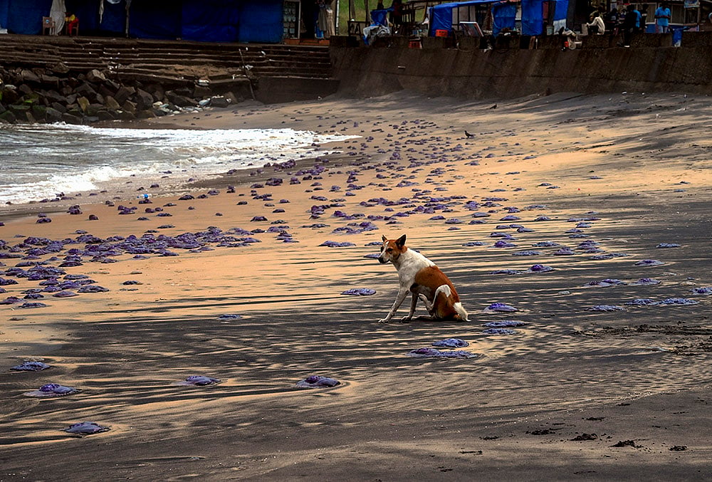Jellyfish washed ashore in Kovalam Beach