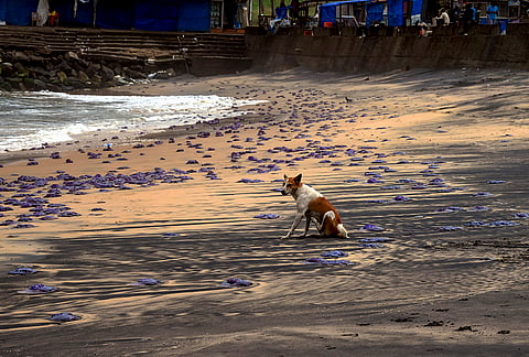 A dog sits near dead jellyfish washed ashore along Kovalam Beach, in Thiruvananthapuram, Kerala.