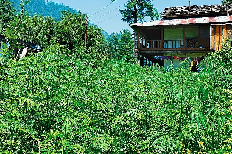 New Challenge: Marijuana cultivation is quite common in Himachal Pradesh - Photo: Shutterstock
