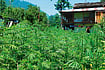 InDepth | Implications Of Himachal Pradesh Legalising The Controlled Cultivation Of Cannabis Photo: Shutterstock : New Challenge: Marijuana cultivation is quite common in Himachal Pradesh
