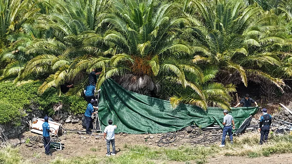 Quality Failures Tree Jeju Missing Persons Scandal: Four Bodies Found As South Korea Probes ...