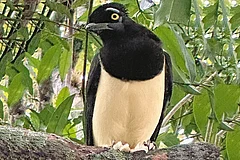 Ready for a Close-up: Birds like jays are a big draw at Iguazu Falls - null