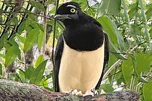 Ready for a Close-up: Birds like jays are a big draw at Iguazu Falls