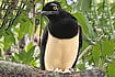 Ready for a Close-up: Birds like jays are a big draw at Iguazu Falls